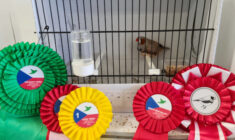 Překvapivé III. otevřené mistrovství ČR v bodovaném ptactvu: andulky neovládl Ladislav Groda