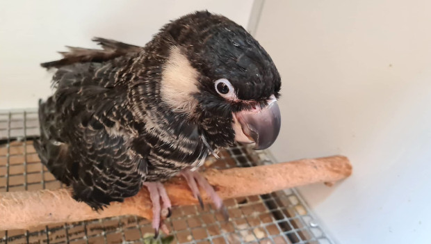 Prvoodchov kakadua bělouchého v České republice: mládě je odchováváno ručně