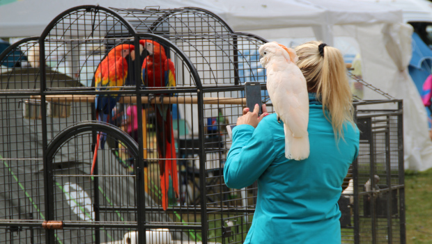 Vídeň zavádí povinné kurzy pro zájemce o koupi papouška. Platí od ledna a stojí 40 euro