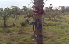 Kamera zachytila nekompromisní souboj arů kaninda s ary zelenokřídlými o hnízdní budku v Bolívii