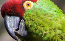 Vědec zpochybnil teorii o dovážení mexických papoušků severoamerickými indiány. Mohli to být ararové