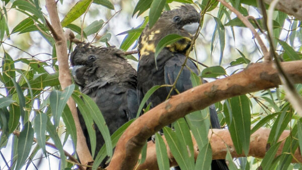 Ostrovní populace kakaduů hnědohlavých se drží: letos se podařilo sečíst 428 papoušků