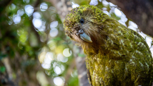 Umělá inseminace pomáhá zvyšovat populaci kakapů sovích. Letos se takto vylíhlo devět mláďat