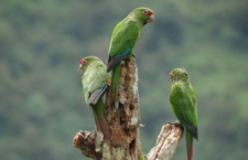 Kriticky ohrožený pyrura rovníkový získal další chráněná hnízdiště v Ekvádoru