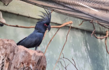 Pražská zoo odchovala popáté v řadě kakadua palmového pod rodiči
