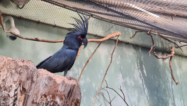 Pražská zoo odchovala popáté v řadě kakadua palmového pod rodiči
