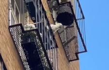 Radnice v Melbourne varovala obyvatele před kakaduem, který shazuje květináče z balkonů na ulici