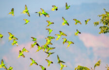 Čína hlásí další rekord v pozorování alexandrů duhových: více než 100 ptáků najednou