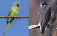 Úbytek holubů v Londýně během lockdownů přinutil sokoly lovit více invazních papoušků