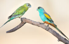 Nečekaná hrozba pro papoušky žlutoramenné: bující vegetace jim brání včas spatřit predátory