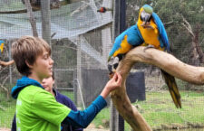V Austrálii mají útulek, kam dávají ary a kakaduy, kteří přežijí své majitele