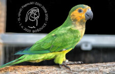 Papouščí zoo Bošovice oslaví 15 let, na 1. dubna připravila příležitostné poštovní razítko