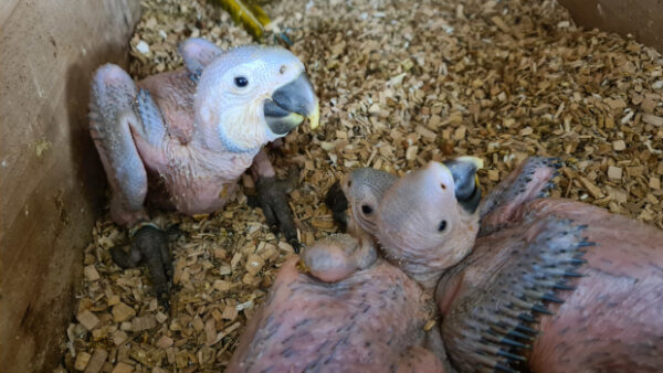 Jak „nastartovat“ papoušky do hnízdní sezóny?