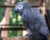 Jak velkou klec nebo voliéru má mít papoušek? Na Maltě to mají stanovené zákonem