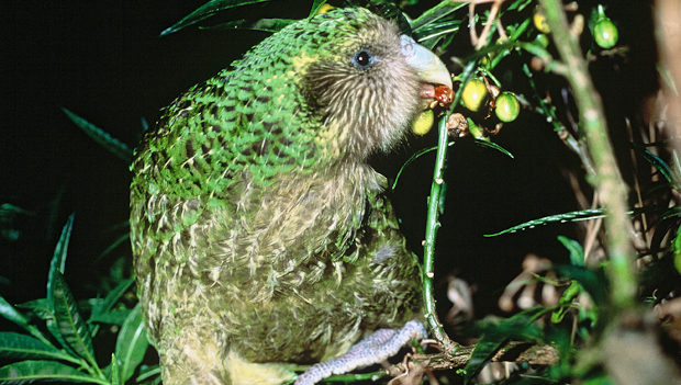 Zkamenělý trus kakapa sovího může být klíčem k přežití tohoto nelétavého papouška