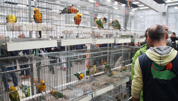 Češi loni vyvezli mimo EU na 30 tisíc papoušků CITES. Nejčastěji rosely pestré a papoušky zpěvavé