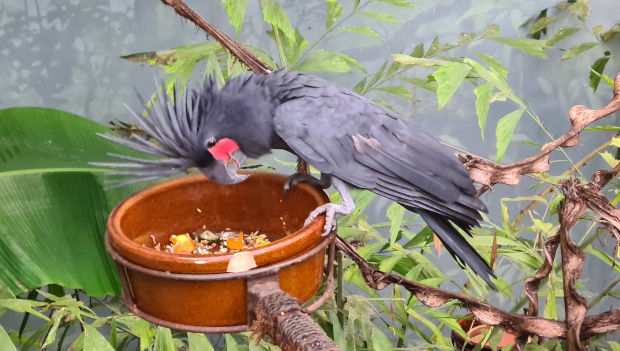 Kakaduové palmoví hnízdí v pražské zoo už i v Rákosově pavilonu. A nejsou sami