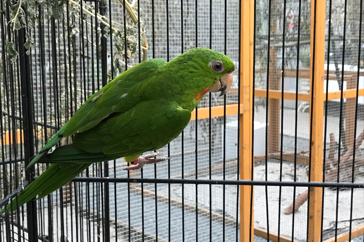 Přehled ptačích burz a výstav pro víkend 28. až 30. července 2023