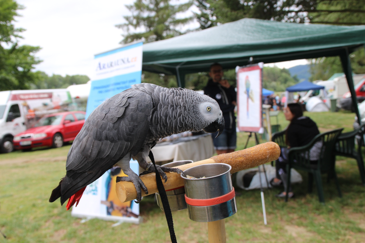 Papouščí den na Krásném u Šumperka se letos uskuteční v sobotu 5. srpna pod taktovkou skupiny Papoušci v akci