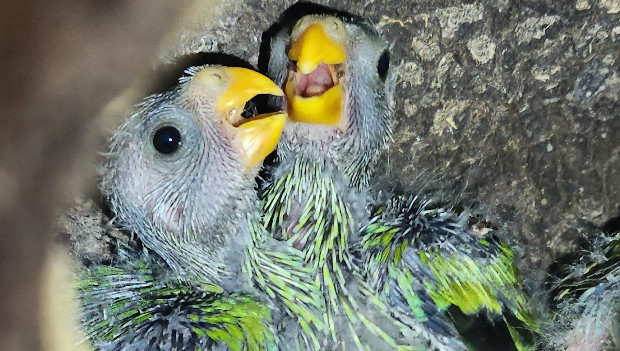 Jak ochránit mláďata papoušků žlutoramenných v termitištích před hady a varany? Pomohly elektrické ohradníky
