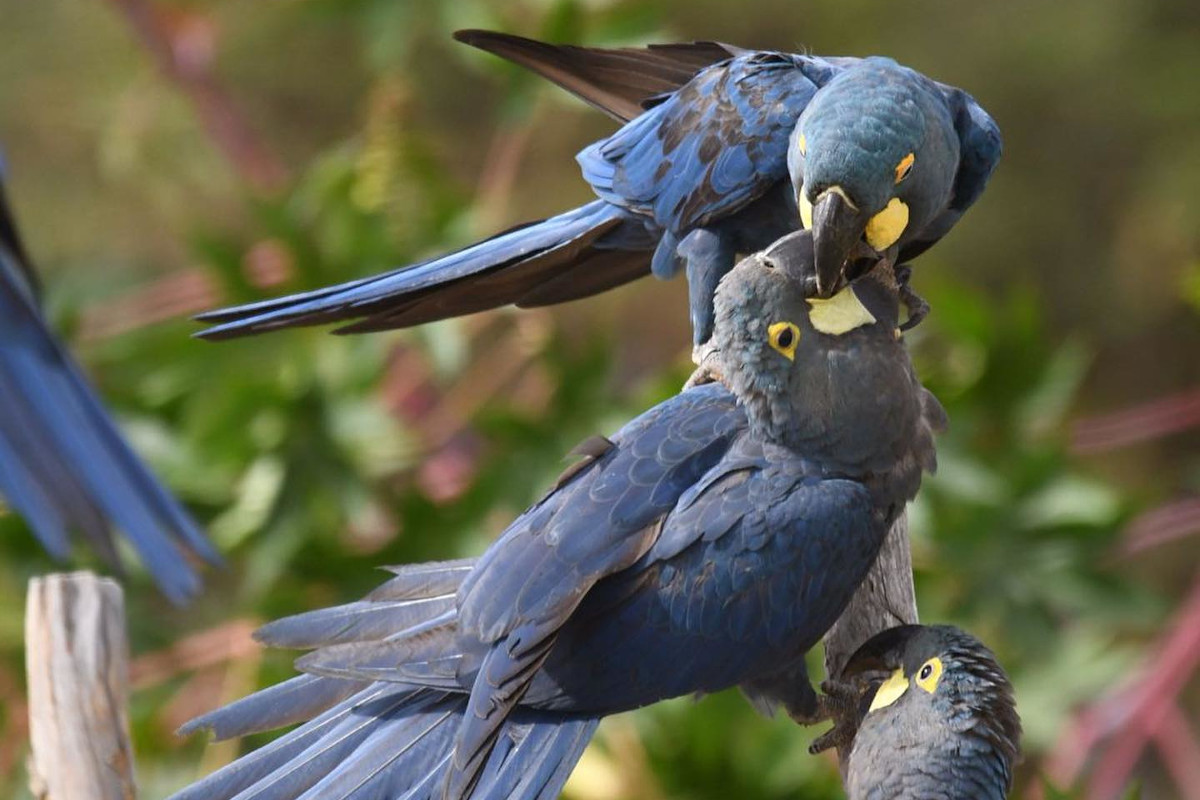 Arové kobaltoví z Loro Parque vypuštění v Brazílii odchovali tři mláďata v jednom hnízdě