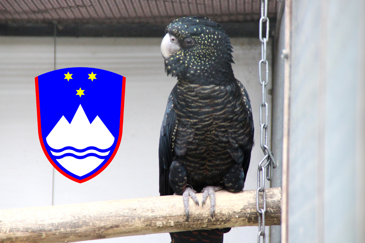 Zákaz chovu většiny papoušků ve Slovinsku? Chovatelé se mají v září sejít s tvůrci pozitivního seznamu