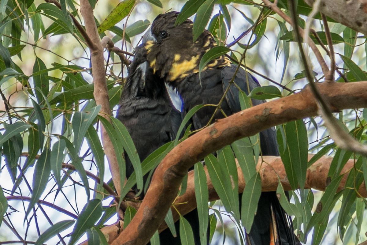 Vzácný poddruh kakaduů hnědohlavých na Klokaním ostrově letos vyvedl rekordních 48 mláďat