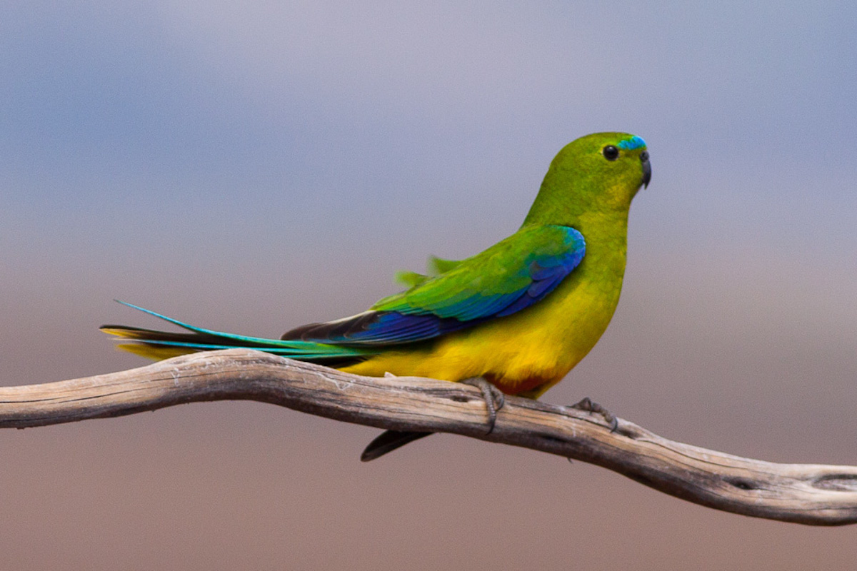 Žádné vypínání větrníků kvůli migrujícím papouškům, zlobí se energetická společnost v Tasmánii