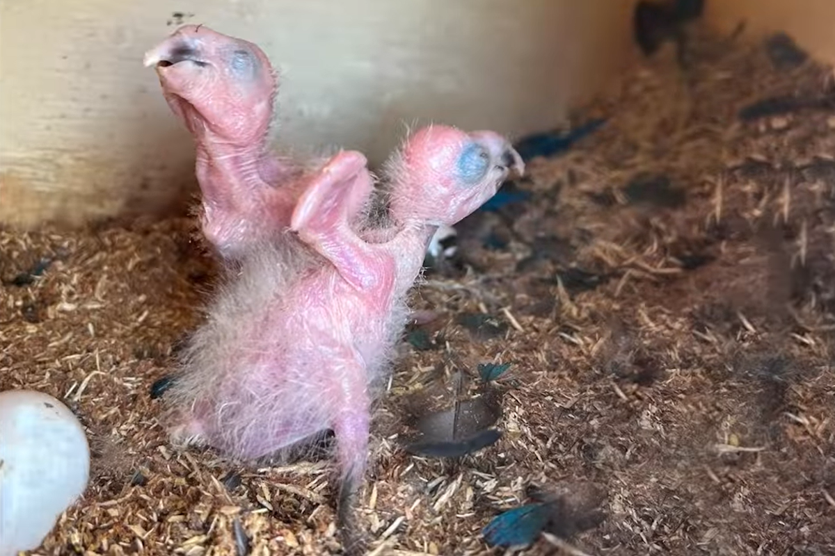 První úspěšné hnízdění arů škraboškových po jejich návratu do volné přírody. Dvě mláďata se vylíhla rok po vypuštění