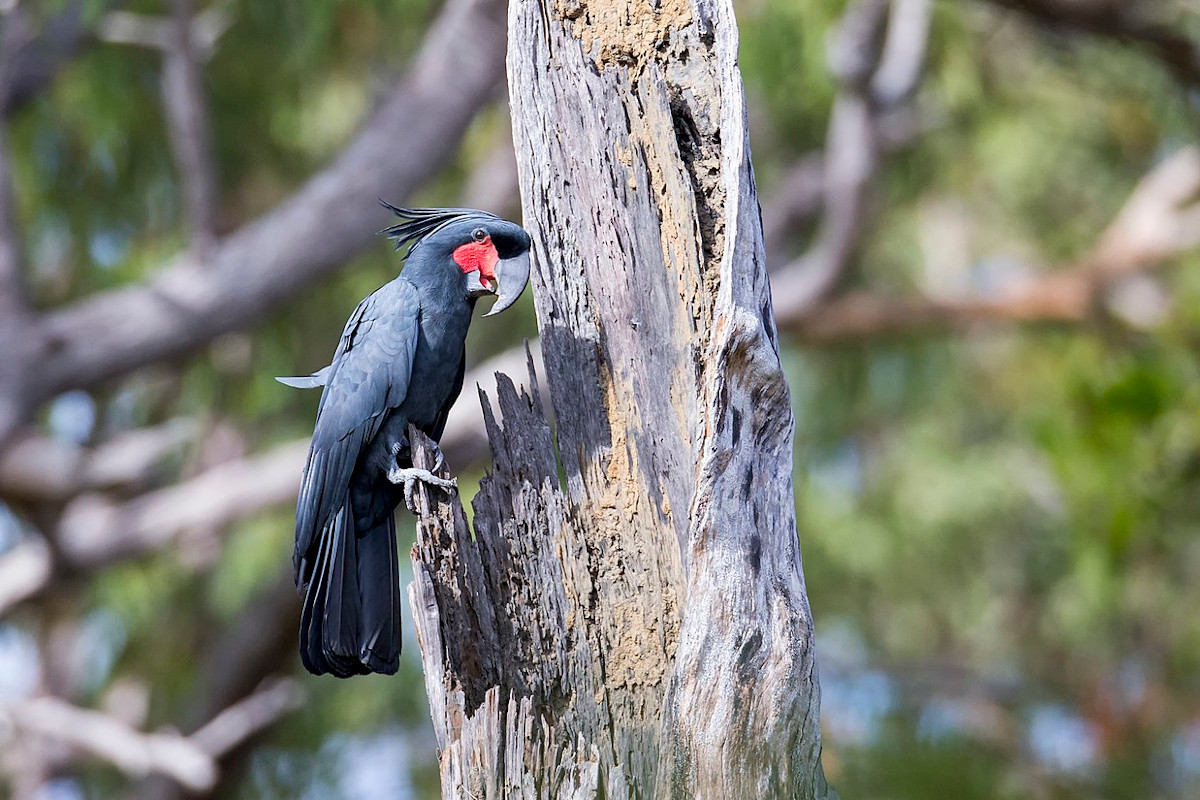 Příběhy ohrožených papoušků z Červené knihy IUCN 2023: kakadu palmový