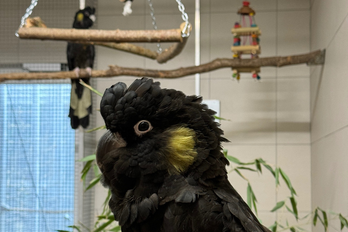 Belgické úřady zabavily kakaduy žlutouché, papoušci skončili v zoologické zahradě Pairi Daiza