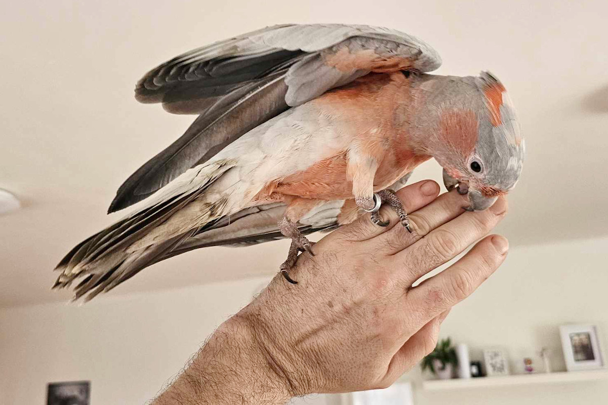 Oranžový kakadu? Kříženec inky a kakadua růžového bude maskotem Orniparku Jaroměř
