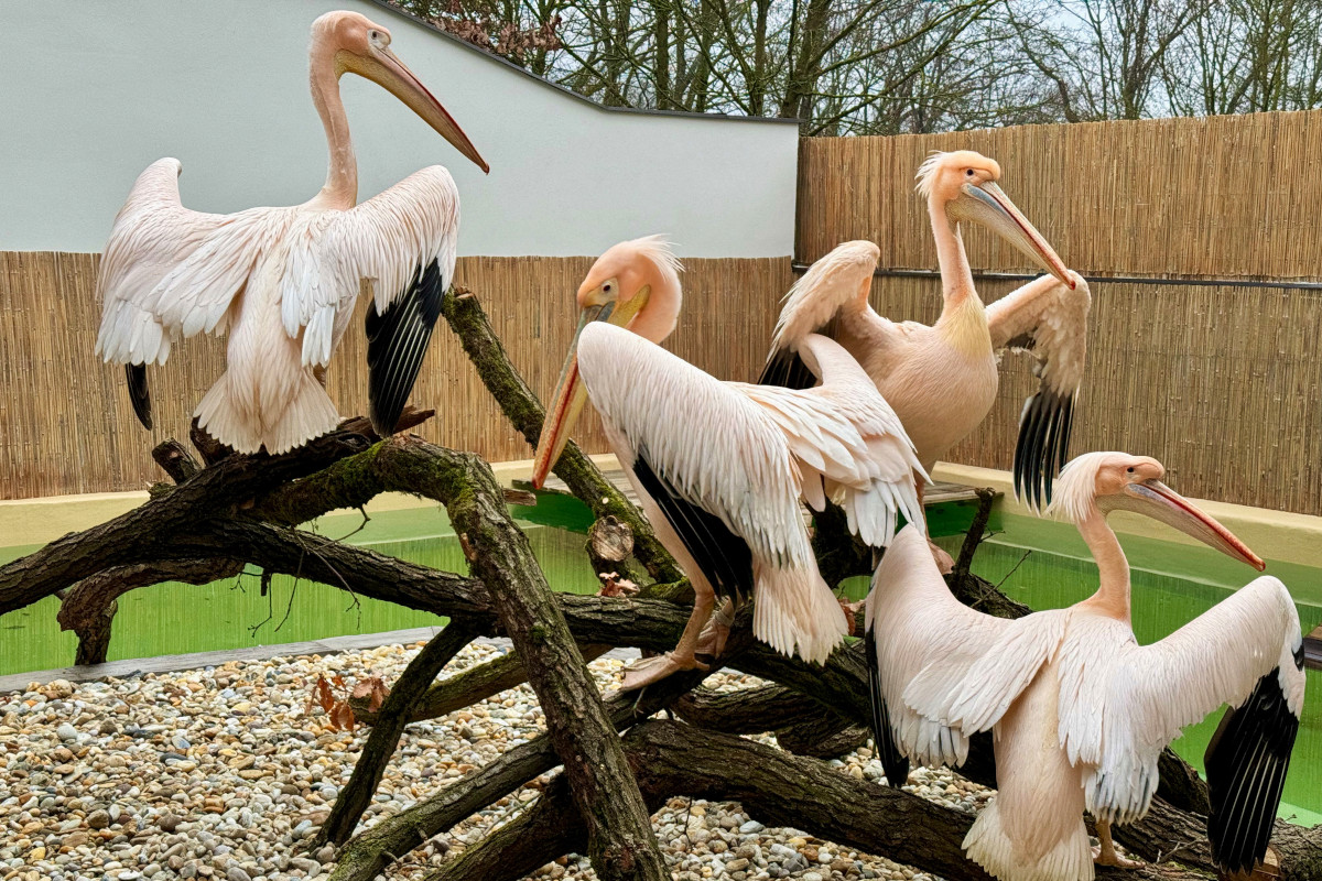 Musíme si pomáhat: pelikánů bílých ze zničené voliéry v Zoo Hluboká se ujala brněnská zoo