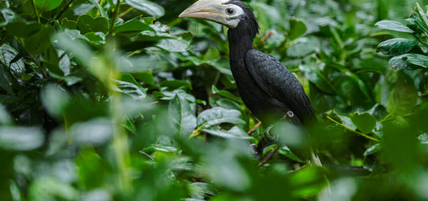 Mládě zoborožce běloocasého