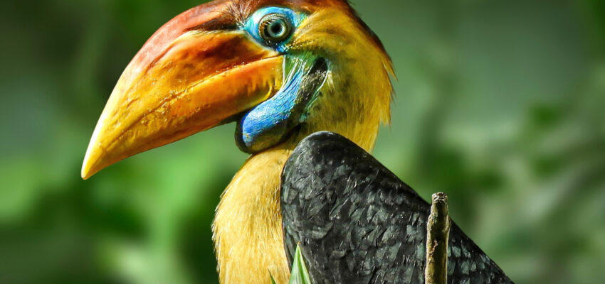 Zoborožec přilbový v Zoo Zlín. Foto: Ewa Kožik