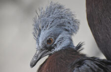 Korunáč Sclaterův