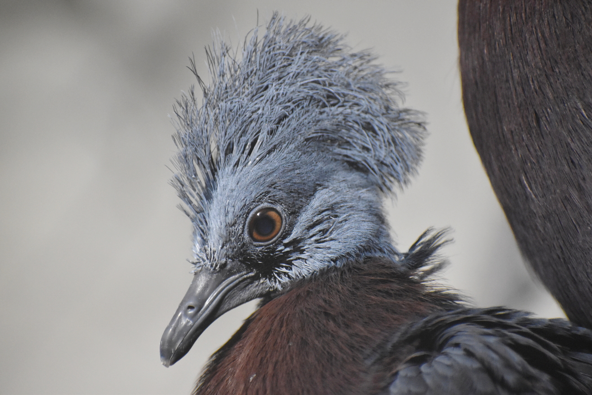 Korunáč Sclaterův