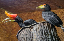 Dvojzoborožec nosorožčí