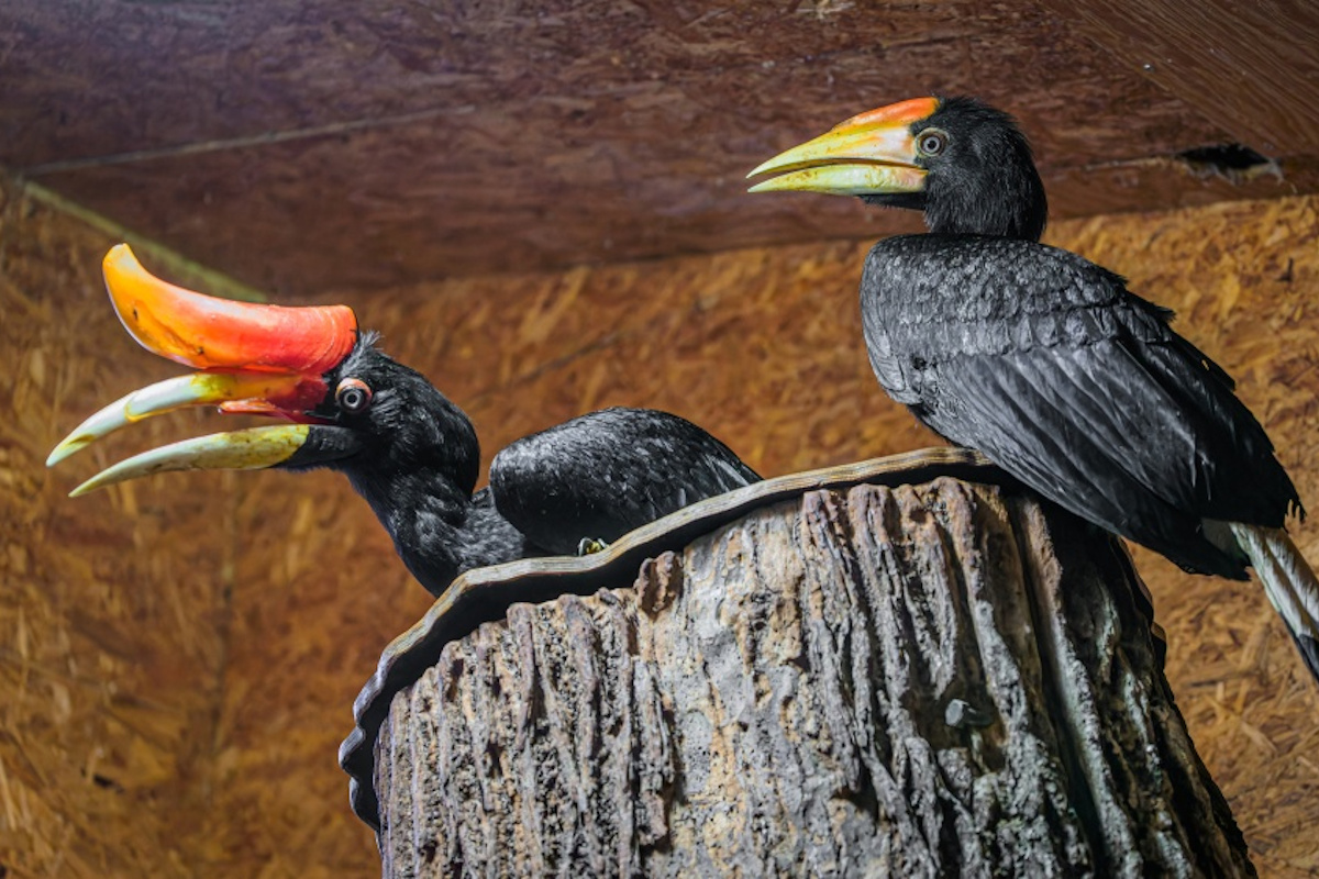 Samice dvojzoborožce nosorožčího s mládětem