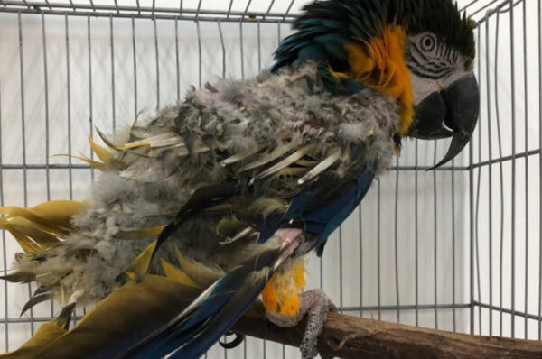 Brazílie řeší další případy PBFD u papoušků: objevily se na ptačím trhu ve Fortaleze