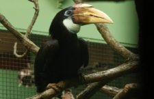 Zoborožec guinejský