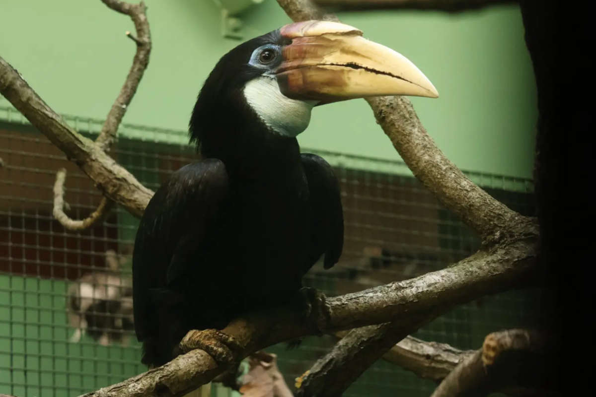 Zoborožec guinejský