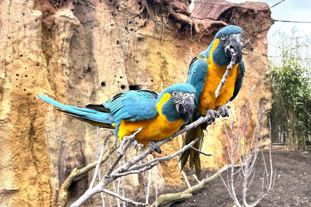 Ara kaninda v Zoo Lipsko