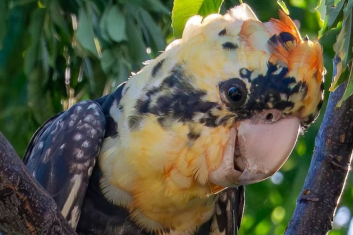 Další leucistní kakadu havraní překvapuje ornitology v jihozápadní Austrálii. Nebo je to ten samý?