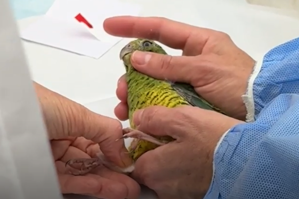 První mládě papouška zemního západního na světě odchované v zajetí je samice