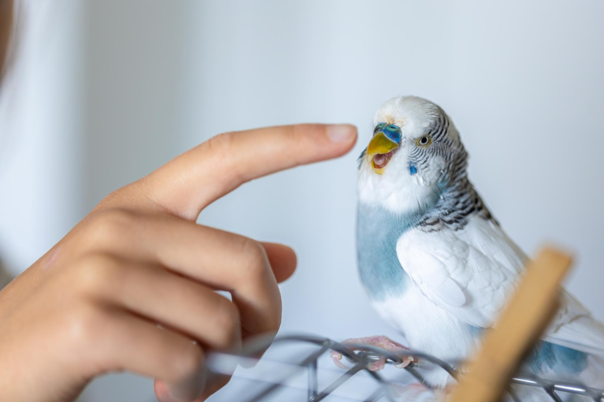 Masturbuje váš papoušek? Podle unikátní studie to nemusí být důsledkem absence ptačího partnera