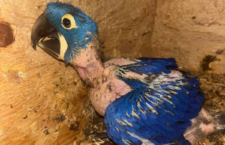 Ara hyacintový v Zoo Ústí nad Labem