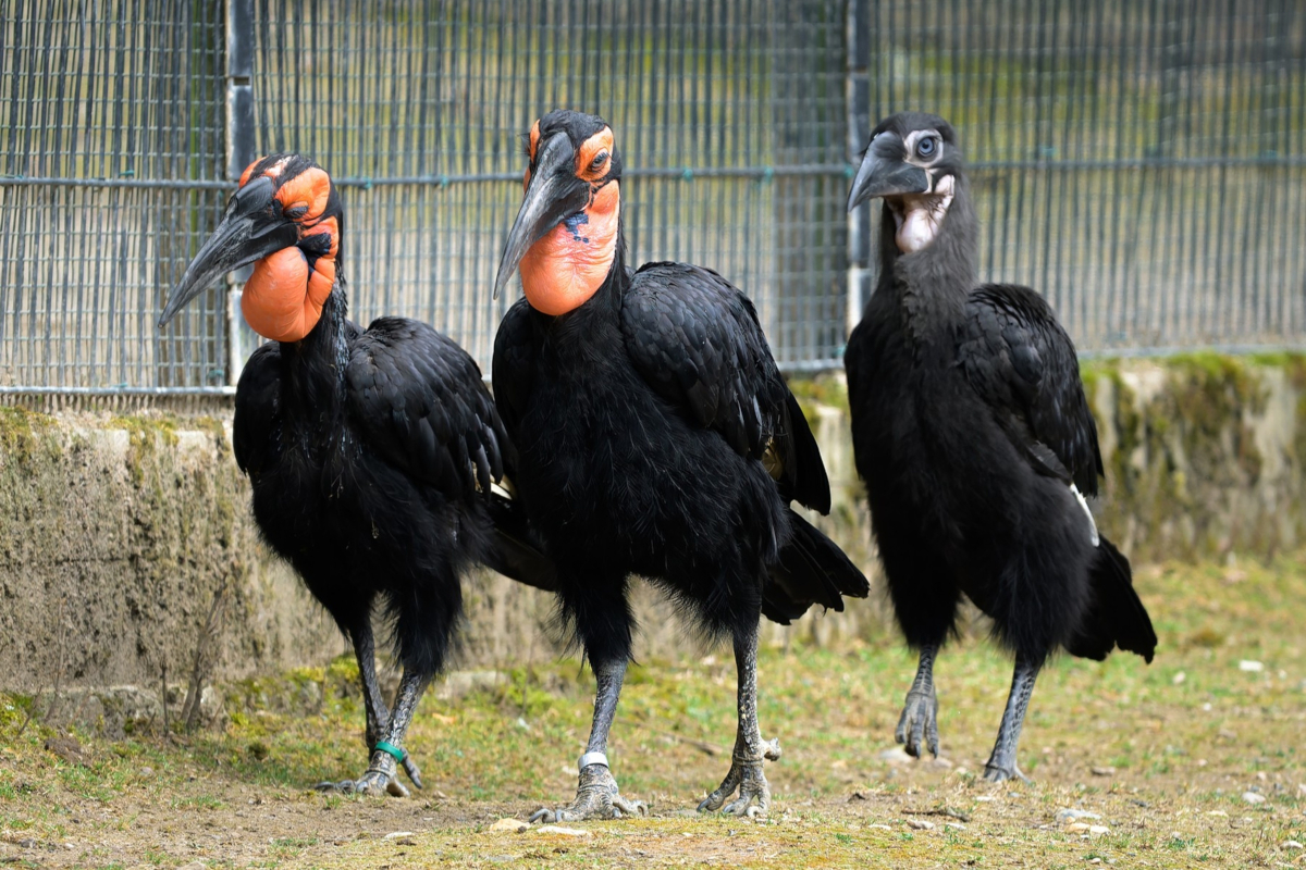 Pražská zoo odchovala největšího zoborožce na světě, mládě vyrůstá s rodiči ve výběhu s antilopami