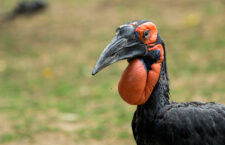 Dospělý zoborožec kaferský má černé peří s červenými lysinami a laloky na hlavě. Samice má na hrdle modrofialové zbarvení. Foto Petr Hamerník, Zoo Praha