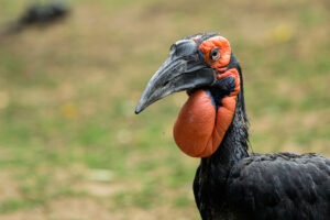 Dospělý zoborožec kaferský má černé peří s červenými lysinami a laloky na hlavě. Samice má na hrdle modrofialové zbarvení. Foto Petr Hamerník, Zoo Praha